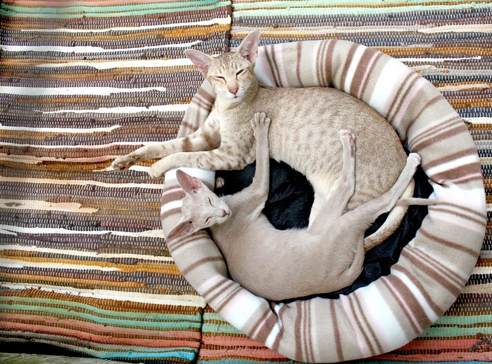 kratkodlake orientalne mačke leže u krevetu za mačke - šta mačke najviše vole