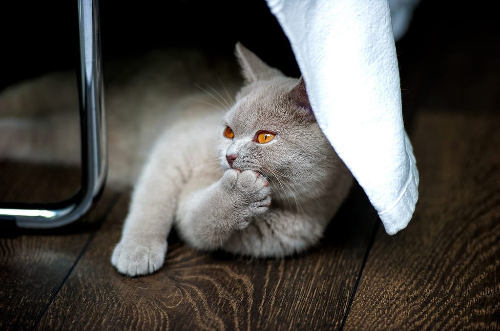 siva kratkodlaka mačka liže svoju šapu
