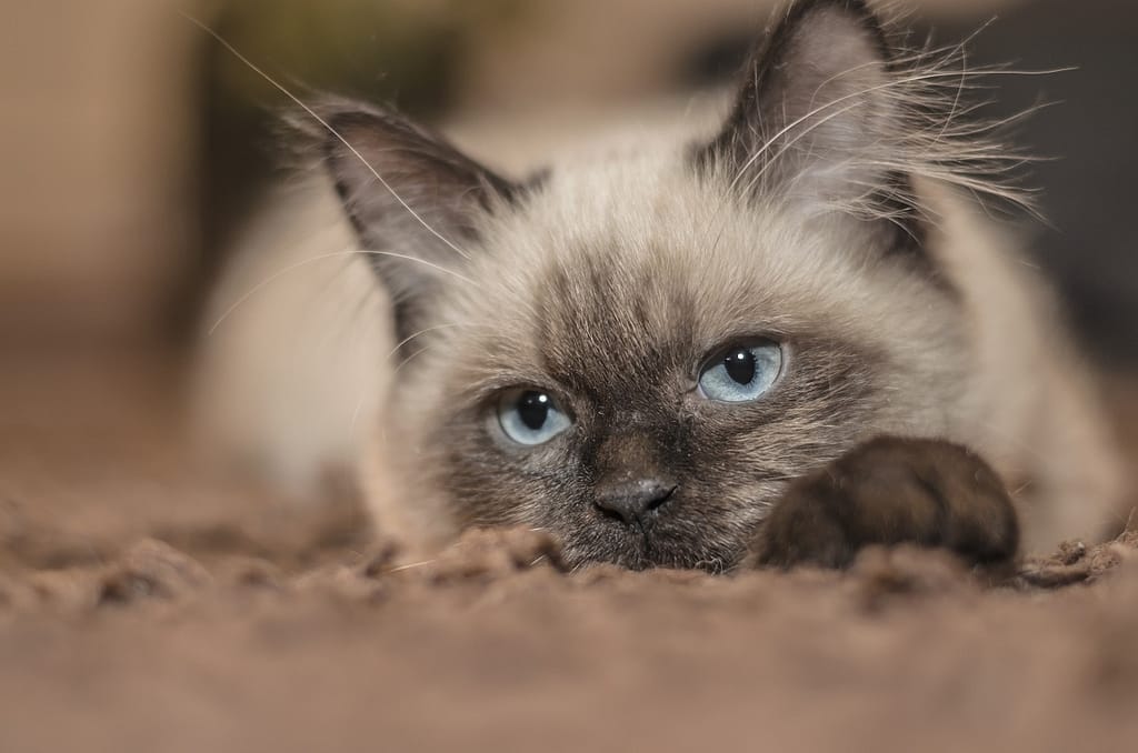 predivne oči sijamske mačke
