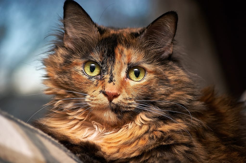 Šarena mačka pod stresom se krije u plakaru