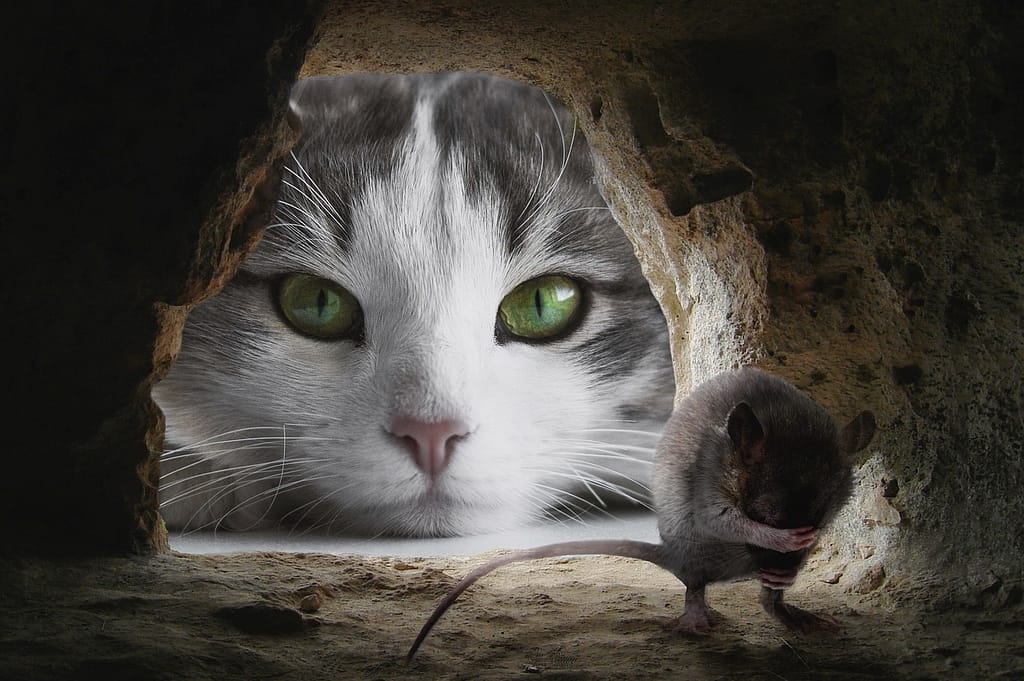 Mačka i Miš
