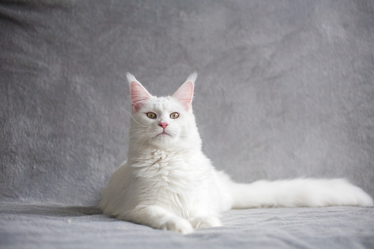Najpoznatije rase belih mačaka