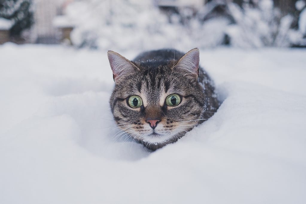 Mačke i sneg