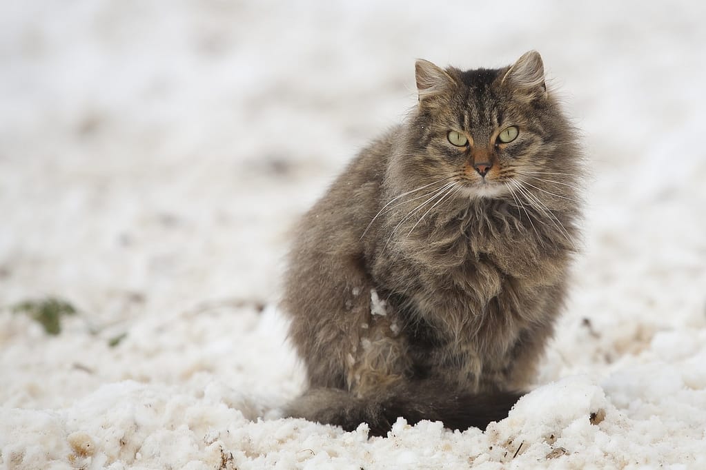 kako zimi pomoći uličnim mačkama