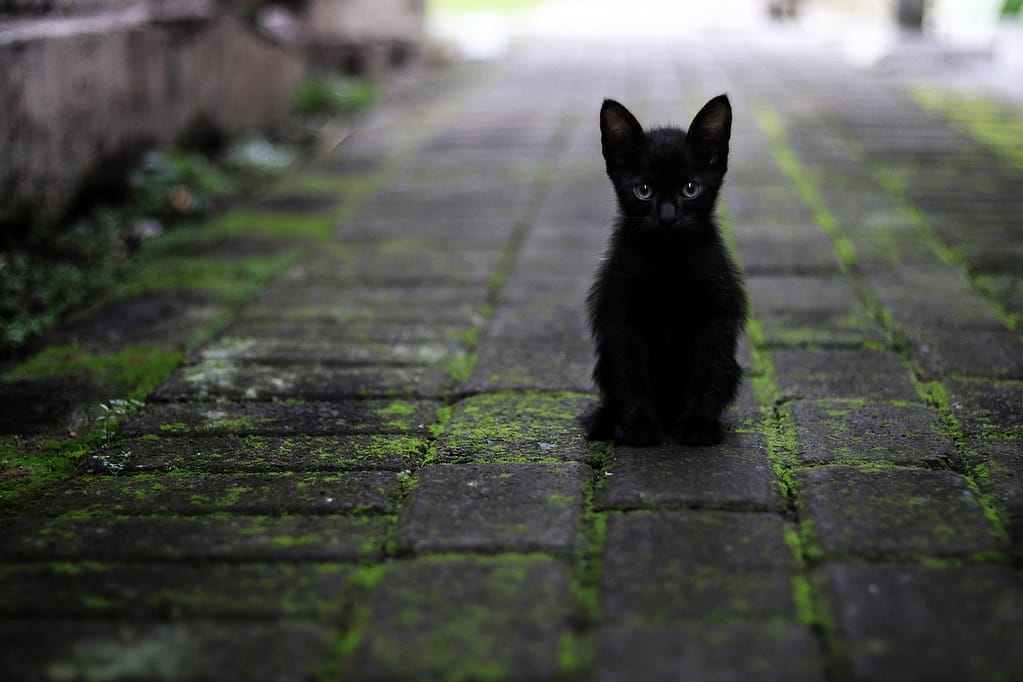 crne mačke