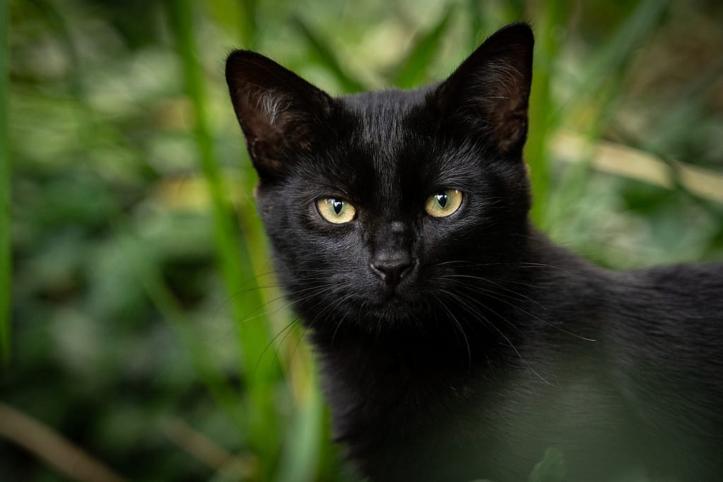 crne mačke
