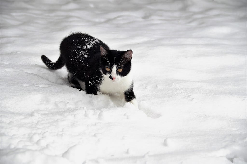 kako zimi pomoći uličnim mačkama