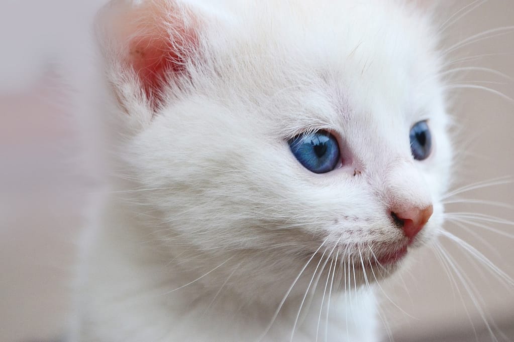 bele mačke sa plavim očima
