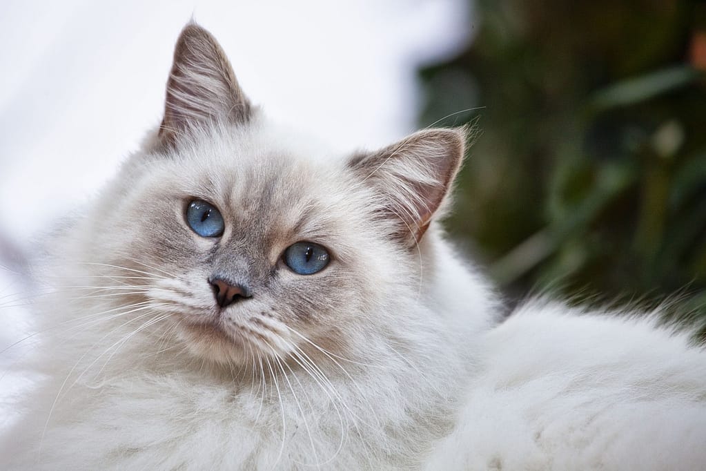 bele mačke sa plavim očima