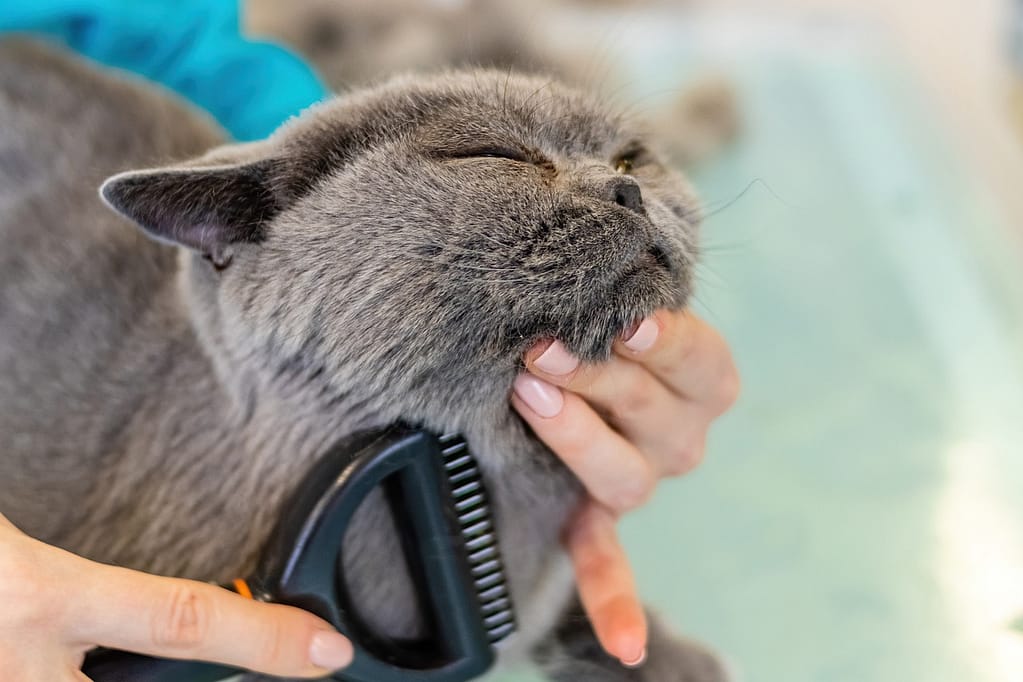 četkanje i čišćenje dlake mačaka