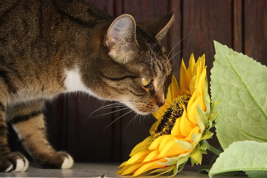 Zašto mačke grickaju cveće 