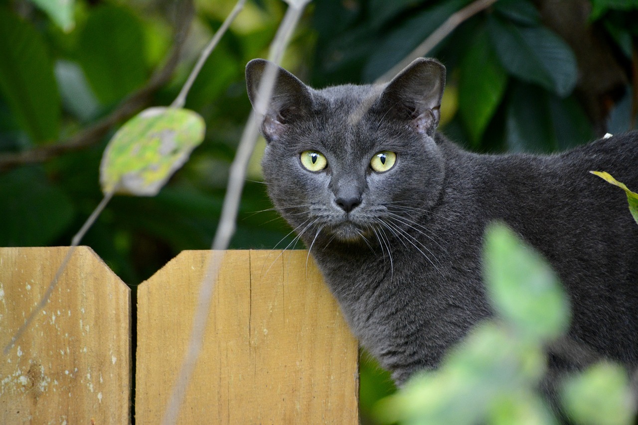 Najpoznatije rase sivih mačaka