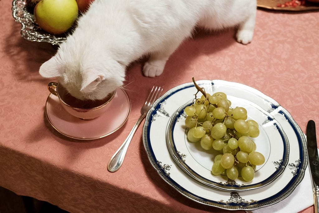 mačka na stolu i pored nje grožđe