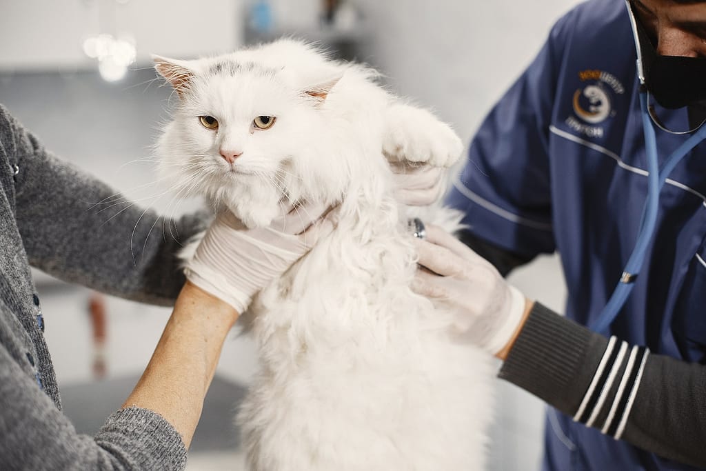 Veterinar priprema belu mačku za kastraciju