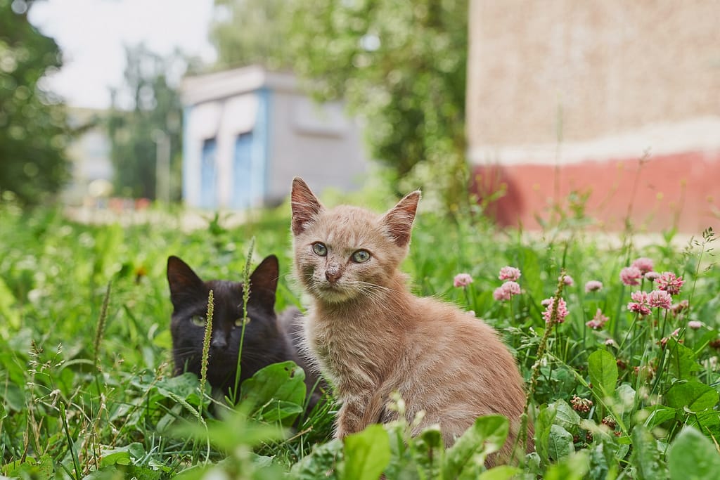 Dve mace u travi gde se najčešće zakače krpelji kod mačaka