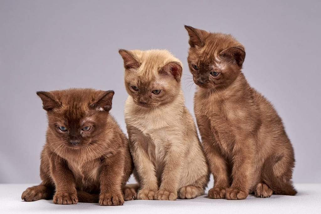 najpopularnije rase mačaka