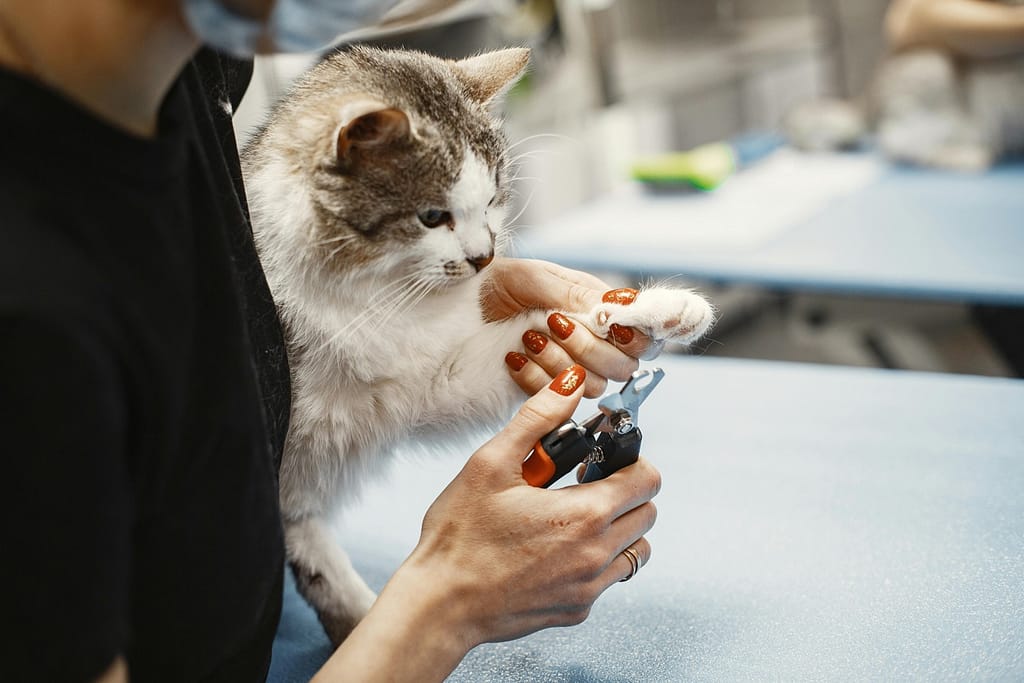 Mačije ogrebotine - Kako ih lečiti i sprečiti