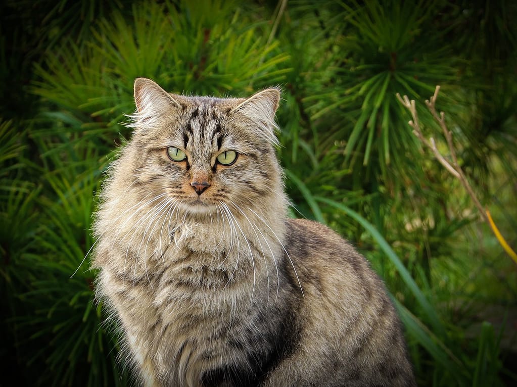 Sibirske mačke