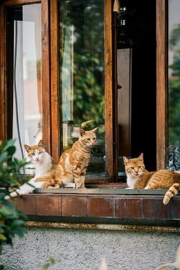Divne mace sede pored prozora