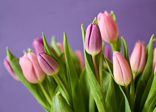 tulipani u raznim bojama
