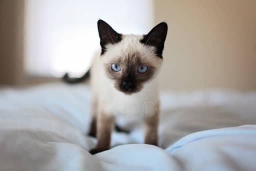 mala sijamska mačka stoji na krevetu