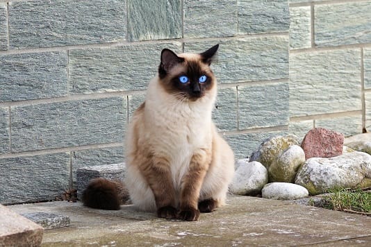 lepa sijamska mačka sa plavim očima sedi u dvorištu