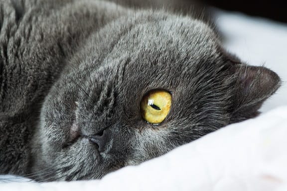 Predivna britanska kratkodlaka mačka