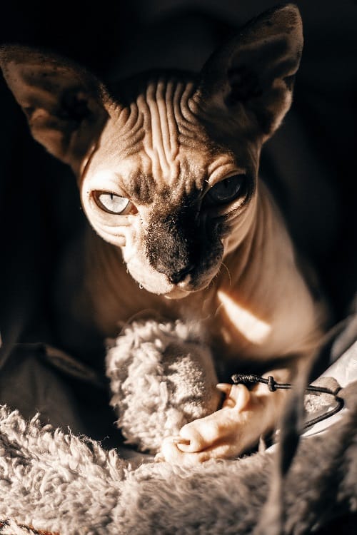 sfinks mace najskuplje rase mačaka