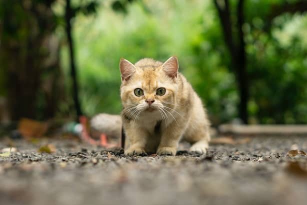 Predivna maca koja lovi i koristi super sluh kod mačaka