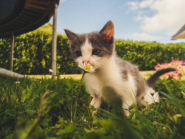 Polen uzrokuje alergije kod mačaka