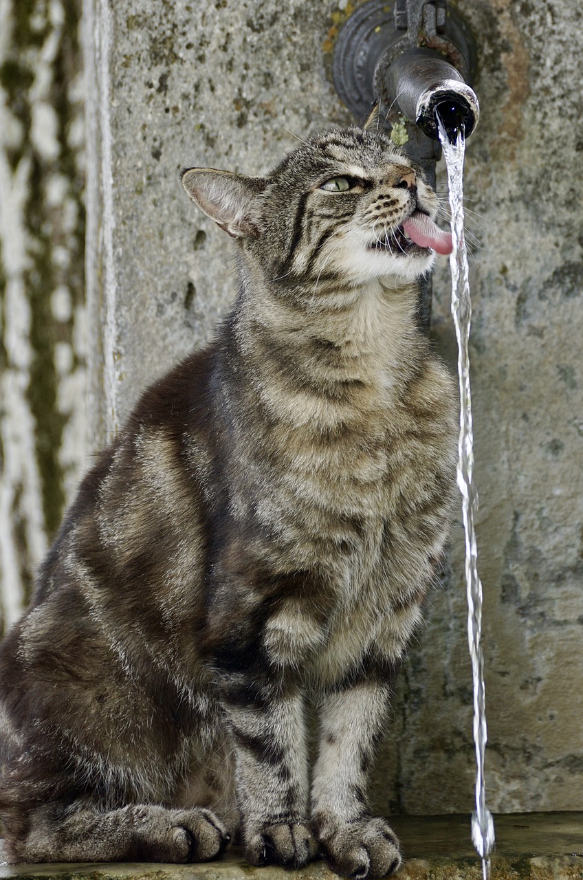 Mačka ne pije vodu - Kako motivisati mačku da pije vodu