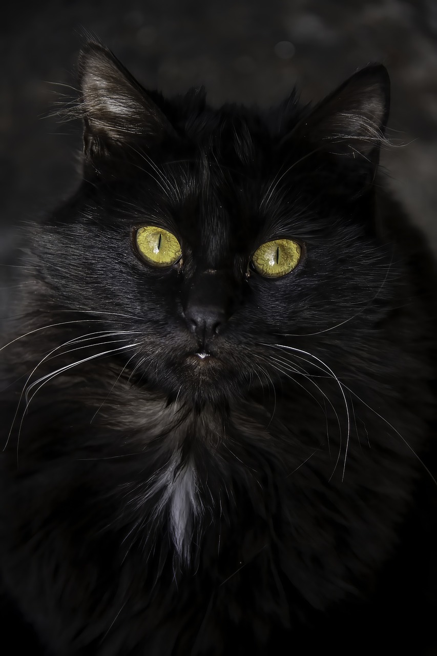 Najlepše rase crnih mačaka