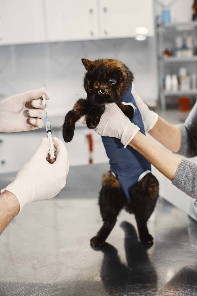 Veterinar daje inekciju crnoj mački