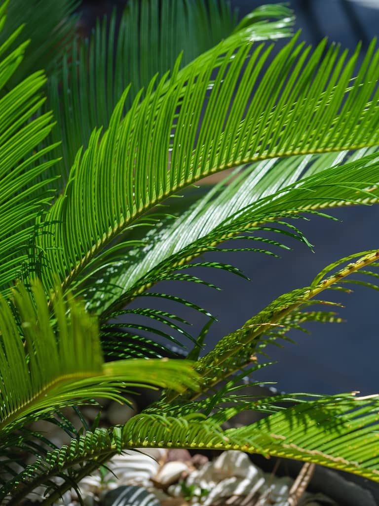 predivna zelena palma