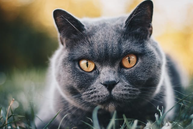 britanska kratkodlaka najskuplje rase mačaka
