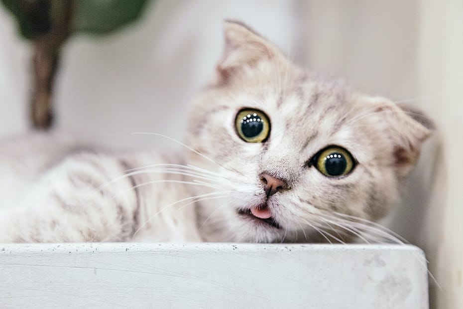 mačka pod stresom sa široko otvorenim očima