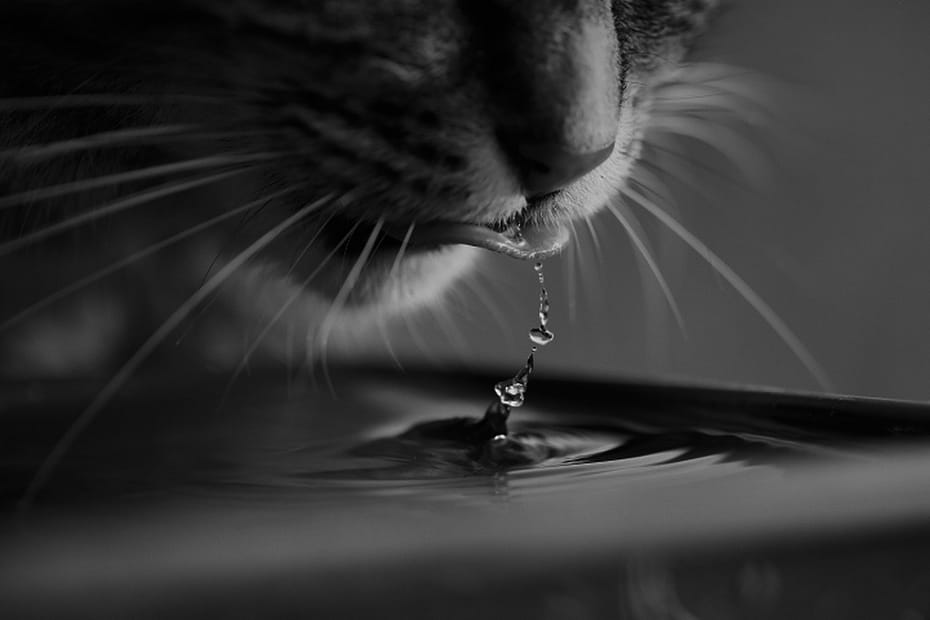 Mačka ne pije vodu - Kako motivisati mačku da pije vodu