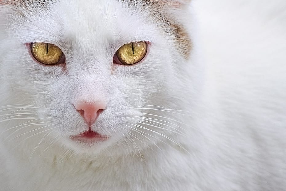 Najpoznatije rase belih mačaka