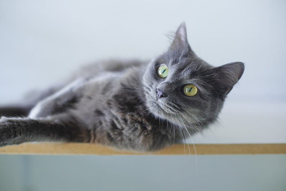 Najpoznatije rase sivih mačaka